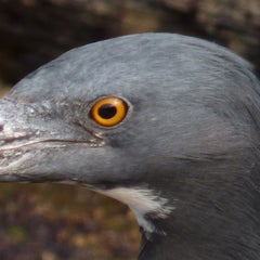 くろげらのプロフィール