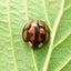 テントモソの虫ブログのサムネイル
