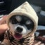 ごまのサムネイル