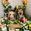 アバ子のサムネイル