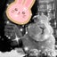 画像 ウサギのたまとカプチーノのユーザープロフィール画像