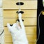 ねこねこねこのサムネイル