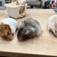 ラビのサムネイル