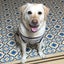 画像 ブリスの自己主張(盲導犬ブリスと犬の気持ちがわからないユーザーとのユニット)のユーザープロフィール画像