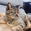 コヤちゃんのサムネイル