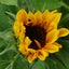 画像 花卉農家の日々・・・flower.farm.fuchiのユーザープロフィール画像