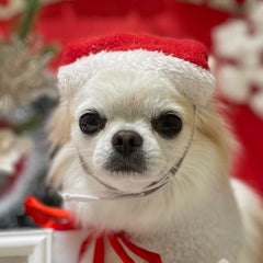 みーあママのプロフィール