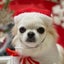 画像 元保護犬「あり」との日常のユーザープロフィール画像