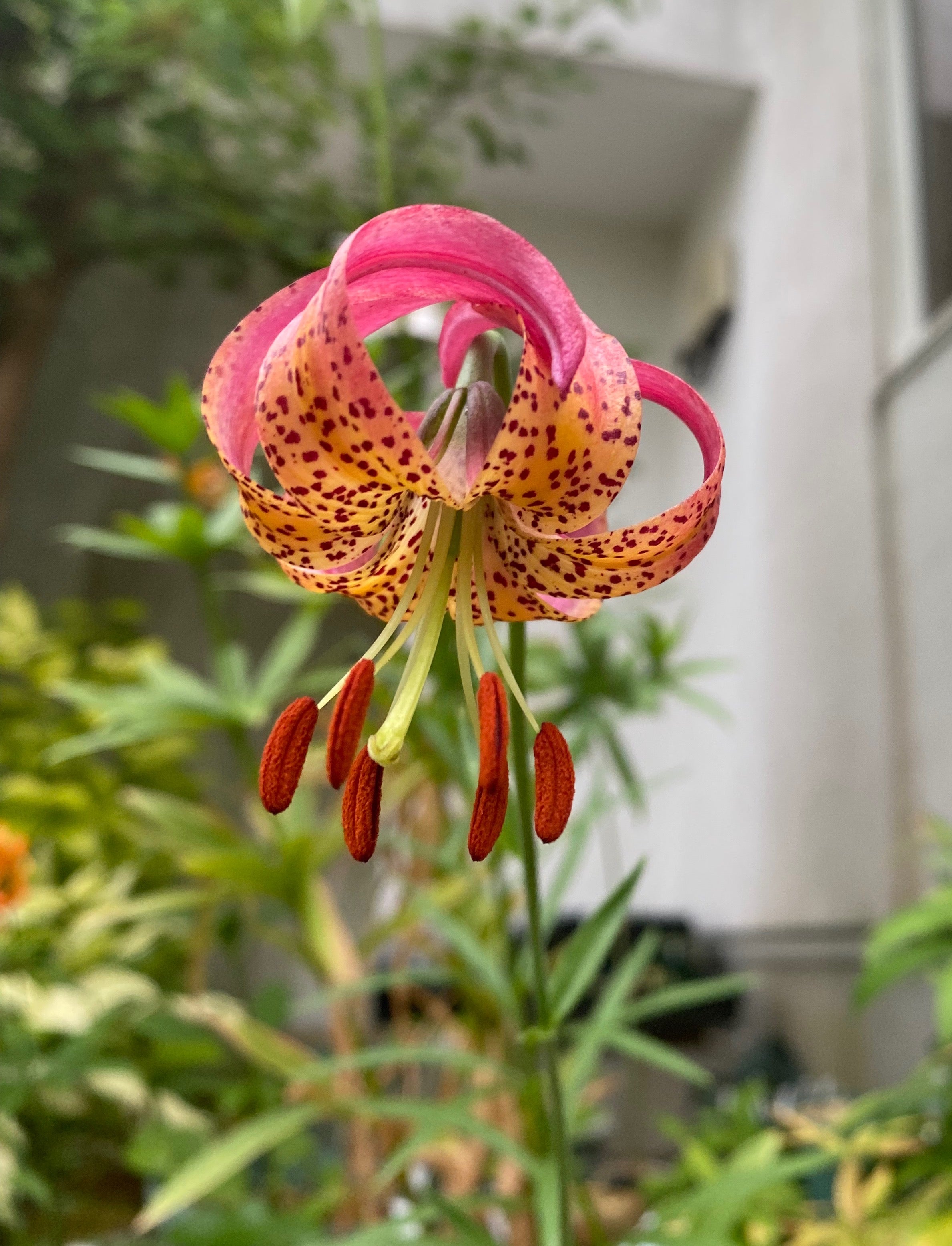 ユリが種子から開花サイズになるまで(オリエンタル系) | liliumloのブログ