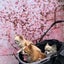 ゆきママのサムネイル