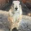 arinmaruのサムネイル