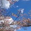 s-e-memoryのサムネイル