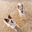 画像 元保護犬ACEとソフール穏やか日記のユーザープロフィール画像