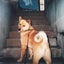 chirochanchannel-subのサムネイル