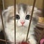nuconeko0401のサムネイル