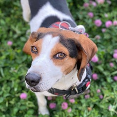 梵旦徒然日記　～保護犬ビーグルとの日々～のプロフィール