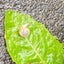 ruiruirui163のサムネイル