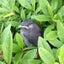kotoriのサムネイル