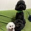 ジングルベルのサムネイル