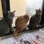 画像 5猫の部屋のブログのユーザープロフィール画像