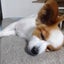 hito0303のサムネイル