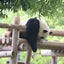 yogini-pandaのサムネイル