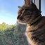 画像 ねこ様とのゆる〜い日常と旅日記のユーザープロフィール画像
