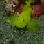 くぅのサムネイル