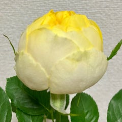 イルカのプロフィール