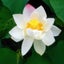 tsuyu-66のサムネイル