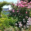 画像 風の街の庭づくりのユーザープロフィール画像