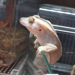 aile-frogのプロフィール