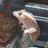 aile-frogのプロフィール