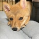 柴ポメ日記とたまにayagardenのおすすめのサムネイル