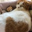 こたのサムネイル