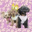 画像 保護犬三姉妹の可愛い生活*コレット*オリビア*エミリのユーザープロフィール画像