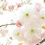 画像 お花の写真kaoru 〜自然のリズムで豊かに暮らす〜のユーザープロフィール画像