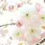 お花の写真家♡kaoruのサムネイル