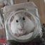 hamutonomainichiのサムネイル