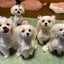 MocoMoco CLUBのサムネイル