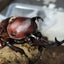 BEETLE BASE KYOTO antaresのサムネイル