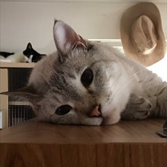 テンボンのプロフィール
