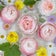 ブルーベリーのクレメ - My rose garden diary -