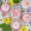 画像 ブルーベリーのクレメ - My rose garden diary -のユーザープロフィール画像