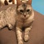 画像 猫好きマイペースのブログのユーザープロフィール画像