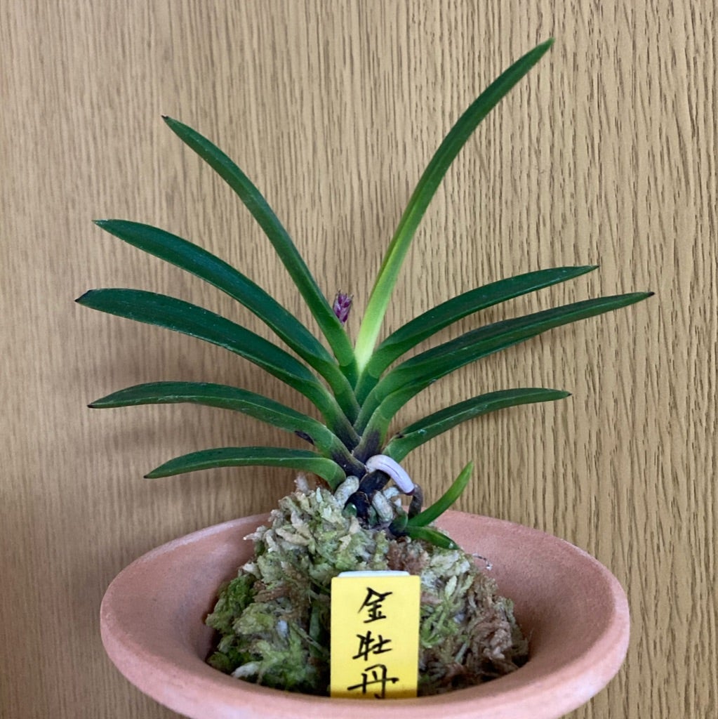 富貴蘭 金牡丹実生 | 想い出を語る富貴蘭