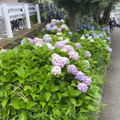 凸凹子育て命懸けのプロフィール