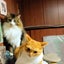 torachocosiam3のサムネイル