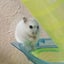 いっこのサムネイル