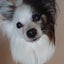 画像 パピヨン犬トッポの思い出とポエムとの生活のユーザープロフィール画像